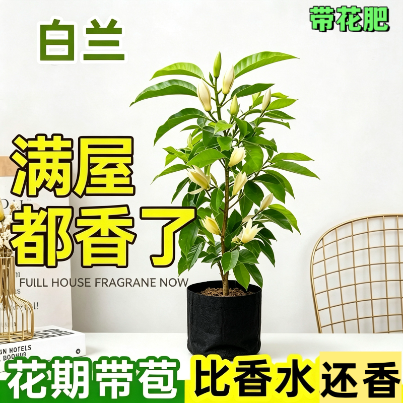 白兰花苗阳台庭院好养活带土球绿植花卉盆栽树苗四季清香黄桷兰
