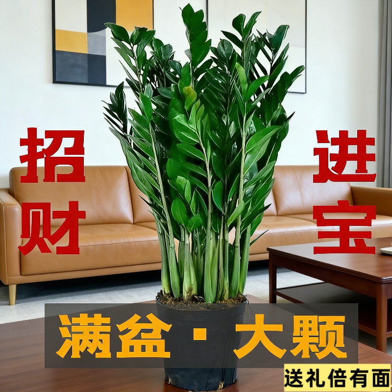 大号金钱树办公室盆栽植物客厅花卉摆件大绿植梅花送礼招财发财树