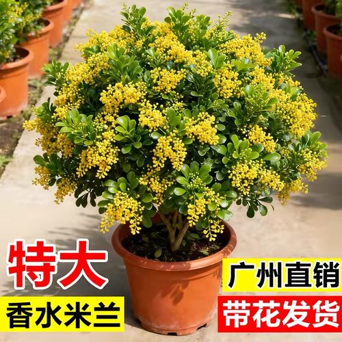 大苗香水米兰盆栽四季花卉植物室内开花带花苞浓香好养阳台绿植