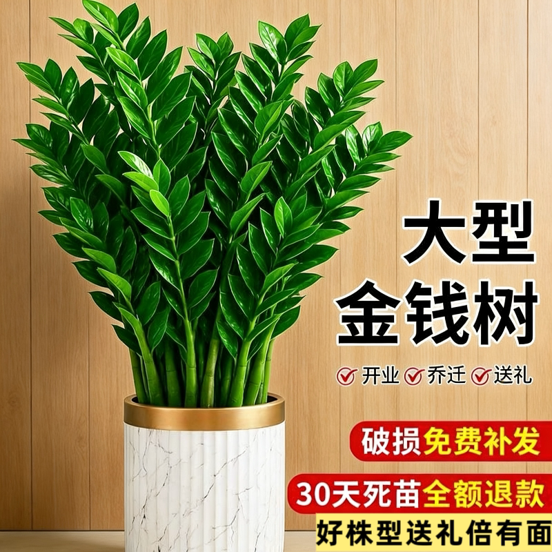 金钱树盆栽摆件发财树绿植净化空气花卉室内幸福树植物客厅办公室