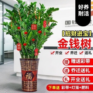 金钱树盆栽客厅大花盆办公室内旺宅大型好养绿植摆件乔迁摇钱串子