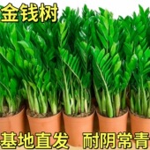 大棵金钱树办公室盆栽高植物室内花卉客厅大绿植钱串子招财发财树