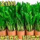 大棵金钱树办公室盆栽高植物室内花卉客厅大绿植钱串子招财发财树