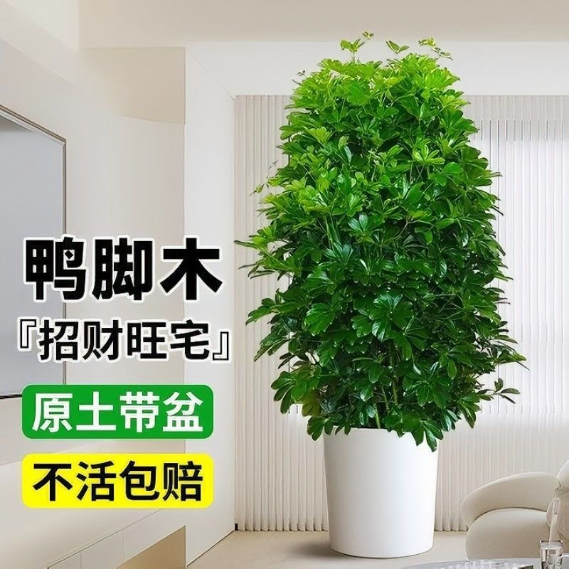 大鸭脚木七叶发财树八方来财鹅掌柴盆栽办公室客厅大型绿植物盆景