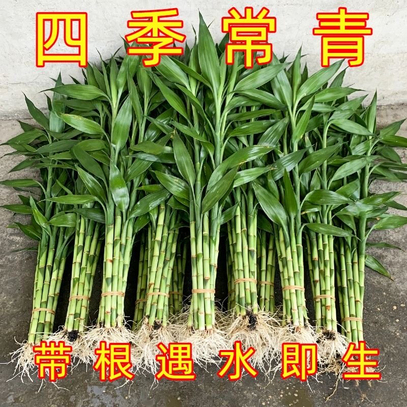 富贵竹招财带根水培水养绿植客厅室内吉祥观音竹招财转运净化空气