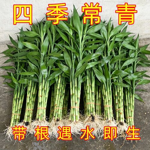 富贵竹招财带根水培水养绿植客厅室内吉祥观音竹招财转运净化空气