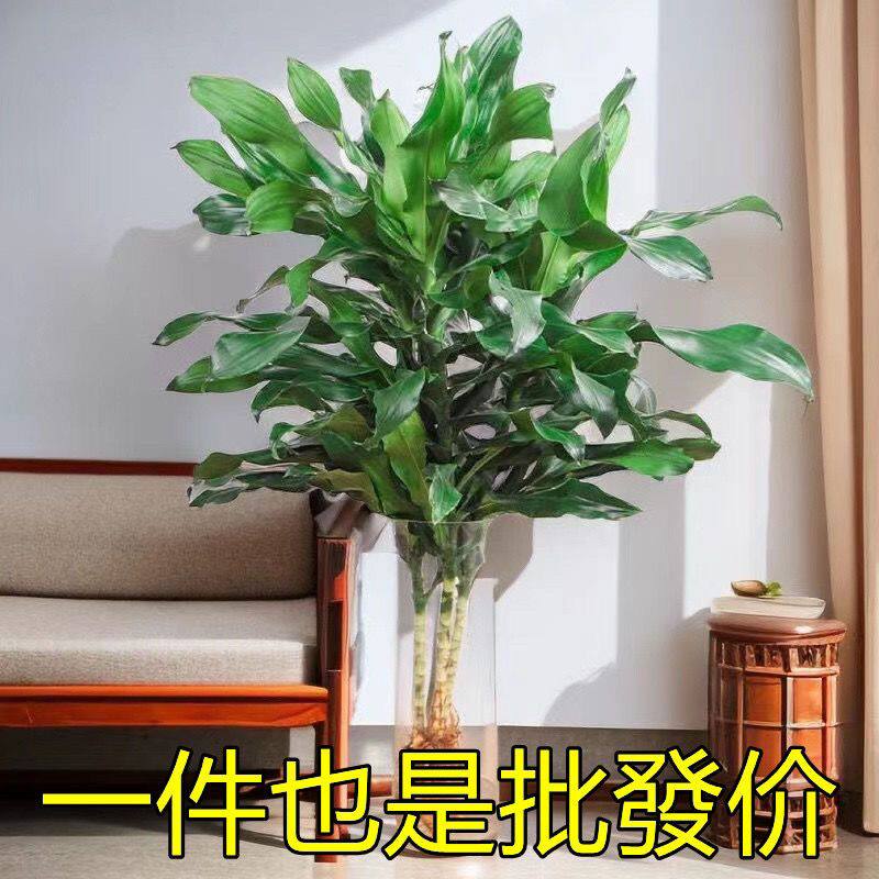 水培植物螺纹铁水养花卉盆栽客厅四季好养招财大叶净化空气除甲醛
