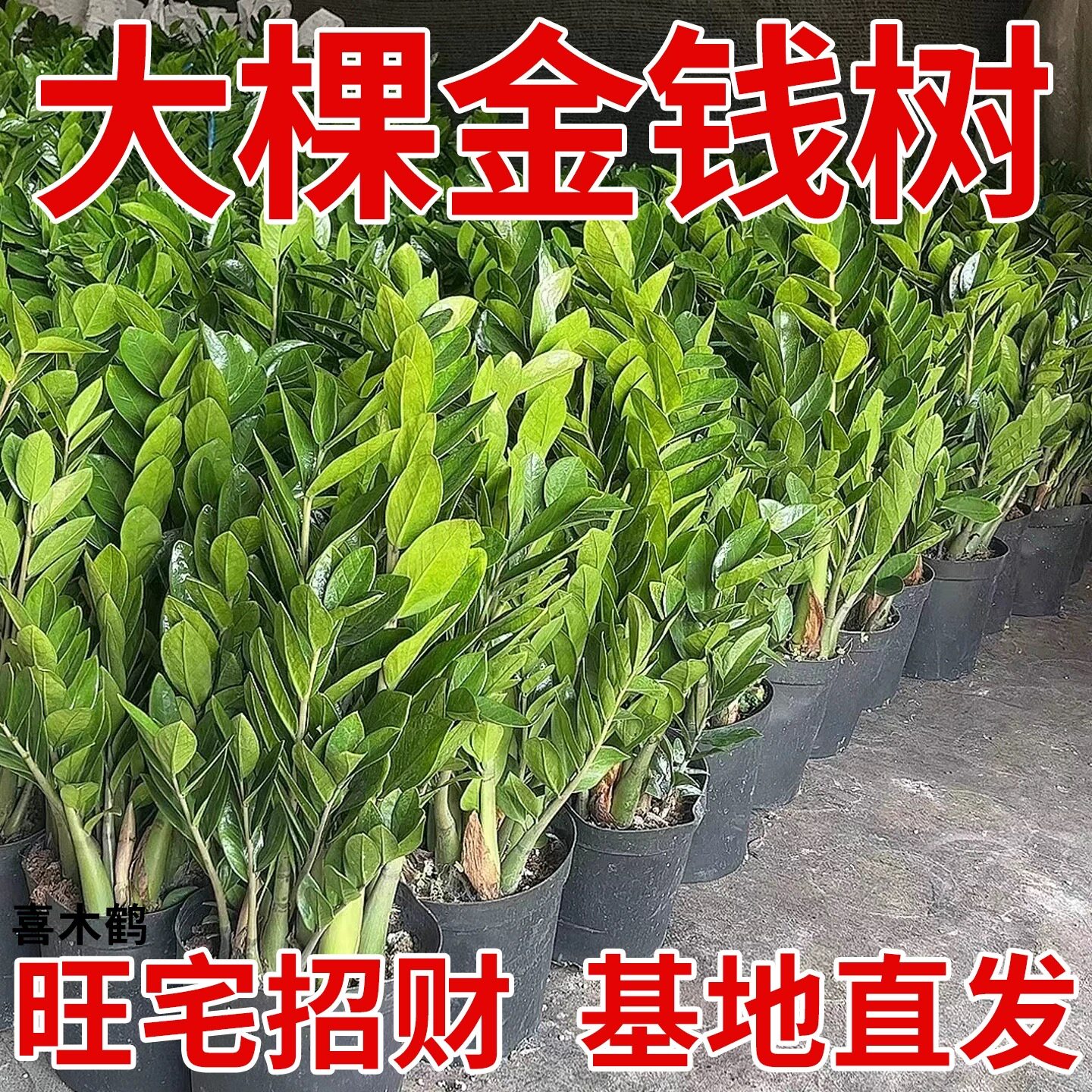大棵金钱树盆栽钱串子花卉植物室内客厅办公室绿植净化空气发财树