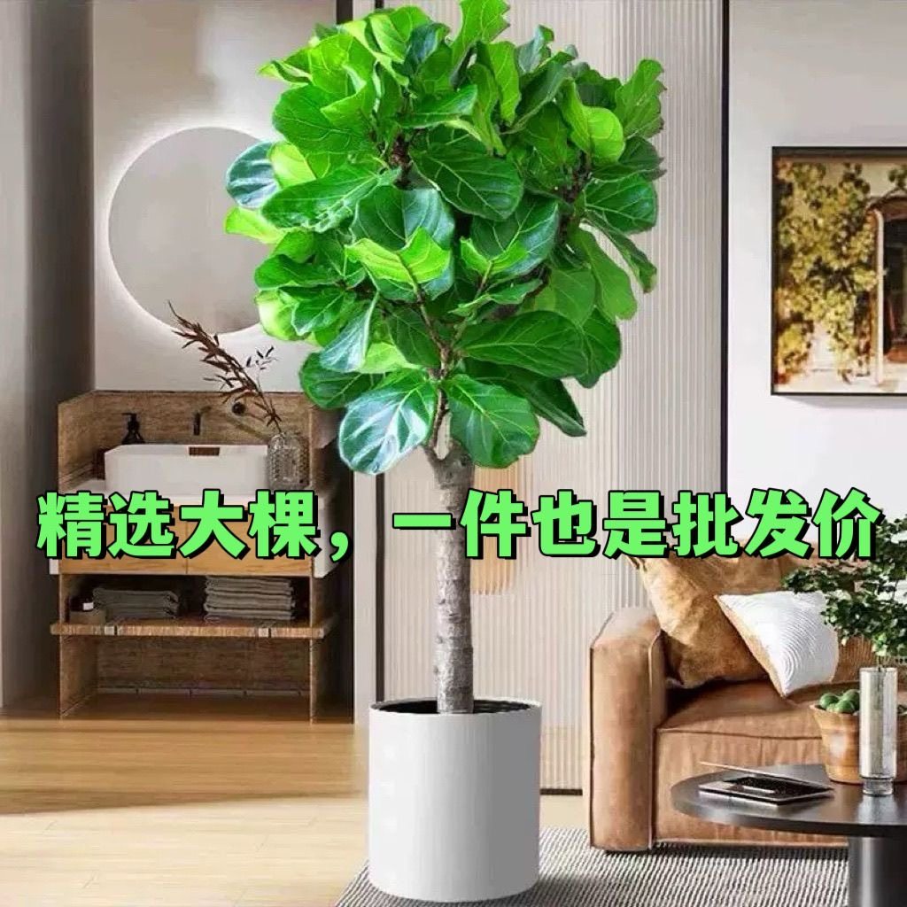 大棵琴叶榕盆栽客厅室内大叶耐阴绿植乔迁招财植物金钱树四季常青
