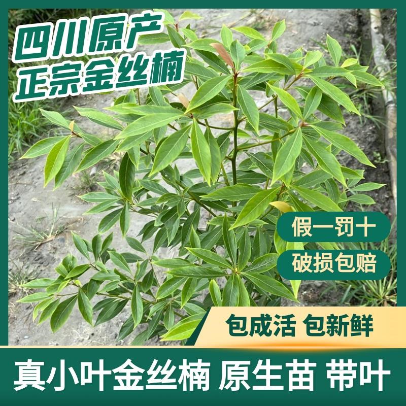 金丝楠木树苗正宗金丝楠大树苗大A苗四川稀有名贵小叶桢楠木树小