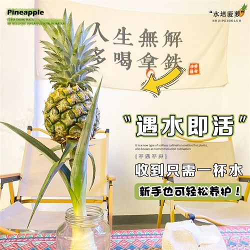 小菠萝水培植物香蕉鲜切食用室内客厅办公室百搭水养花卉观果绿植