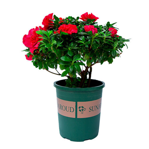 杜鹃花盆栽红色花室外阳台庭院好养植物四季开花带花苞常年生花卉