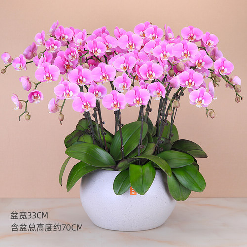 高档蝴蝶兰盆栽真花带大花苞开业乔迁绿植年宵花卉同城送礼品合肥