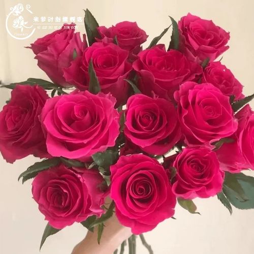 弗罗伊德月季花四季浓香灌木大花苗阳台盆栽庭院地栽切花玫瑰欧月