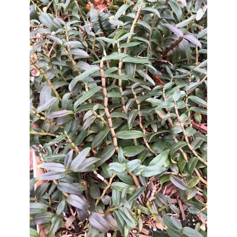 浙石江州温雁荡山铁皮石斛三年皮石斛大苗红铁杆软脚铁皮斛