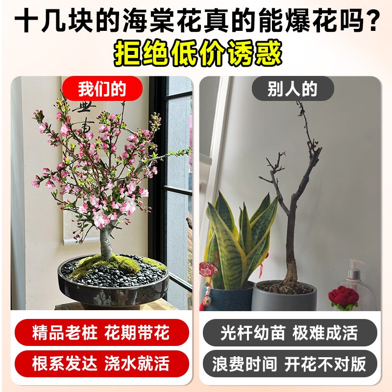 海棠花盆栽四季开花树苗老桩盆景客厅花卉绿植室外庭院植物好养活