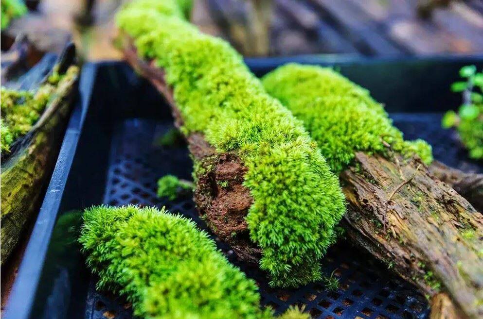 鲜活苔藓微景观植物盆景盆栽水陆缸假山草造景材料白发藓短绒青苔