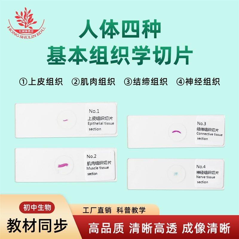 四种基本组织切片上皮神经结缔肌肉组织结构清晰易观察显微镜玻片