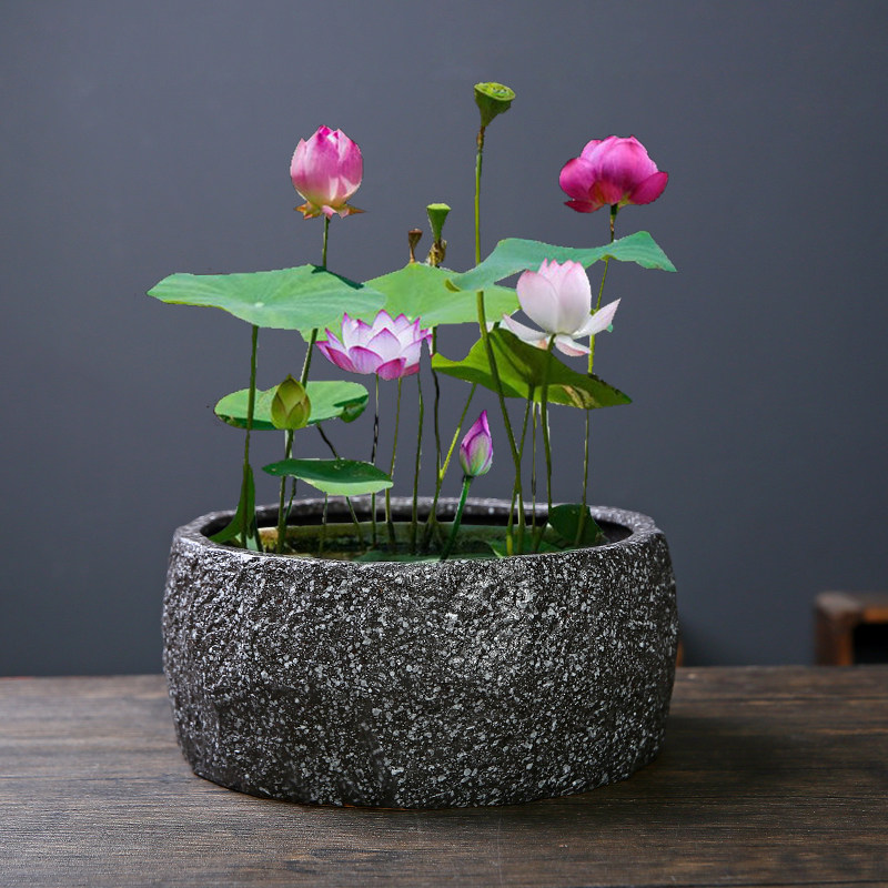 水仙花花盆陶瓷大号清仓无孔铜钱草专用水培碗莲睡莲盆缸仿石头盆