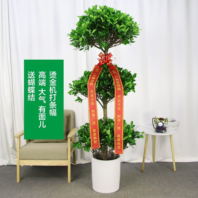 雅绿园三层摇钱树榕树盆栽金钱榕观叶客厅中大型盆景室内圆叶植物,鲜花速递/花卉仿真/绿植园艺,大型绿植/成品组合盆栽,淘宝优惠券,粉丝福利购,淘宝优惠卷