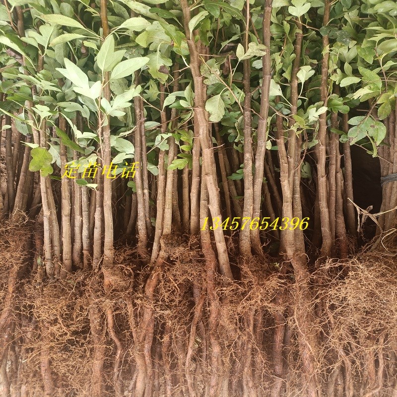 鸟梨苗棠梨苗鸟梨芽苗实生苗直生苗嫁接桂花金秋梨砧木苗杜梨小苗