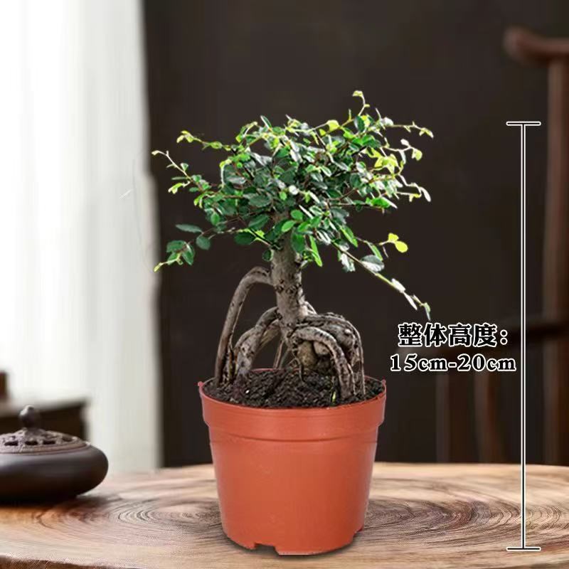 提根榆树盆景小叶榔榆新款桌面小型盆栽室内好养绿植禅意净化空气
