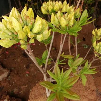 黄花映山红盆景山杜鹃花苗红花映山四季庭院盆栽花卉带花苞