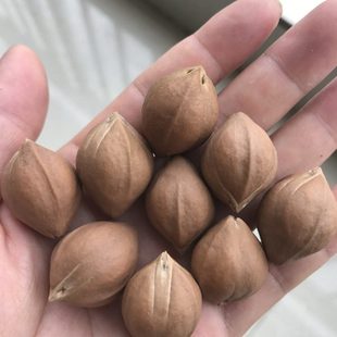 橄榄核原籽饱满短圆核近正圆光珠佛串念珠双面罗汉梅林铁核红油核