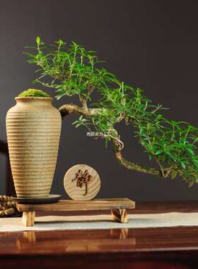 六月雪盆景室内悬崖植物造型摆件中式茶室阳台绿植花卉盆栽清香