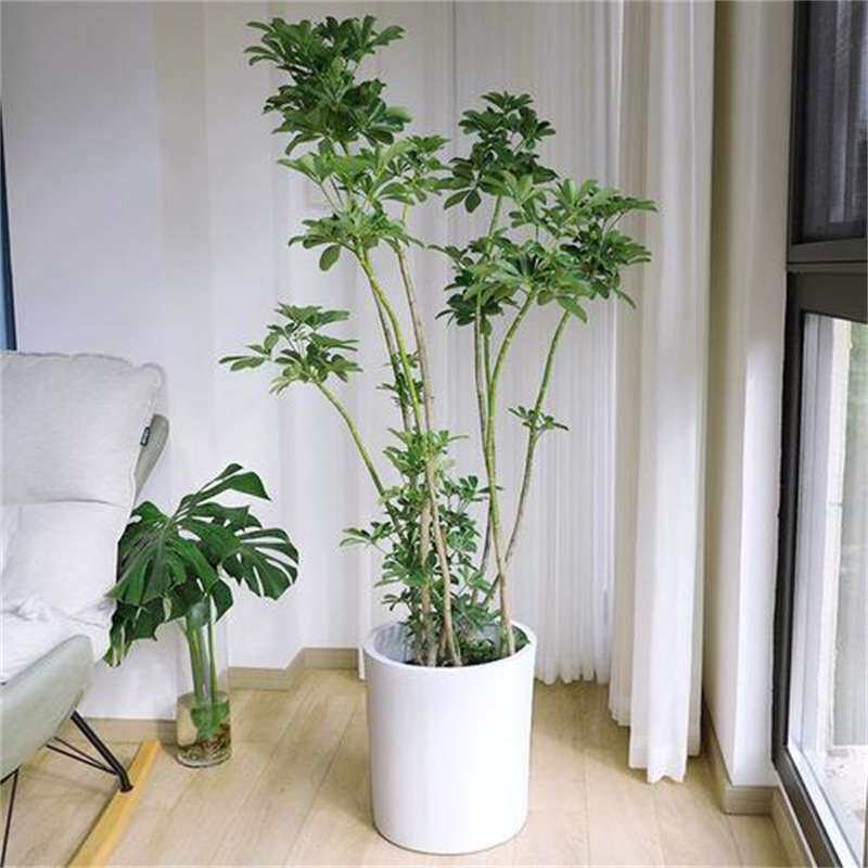 造型鸭脚木客厅大盆栽鸭掌木鹅掌柴室内落地式大型四季常青绿植物
