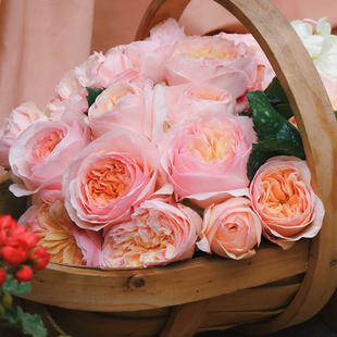 大苗盆栽花苗阳台花卉 果汁阳台龙沙宝石亚伯拉罕月季 海蒂 花园