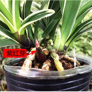 兰花墨兰大花蕙 金边矮种兰花苗中国龙室内好养四季 带土发货