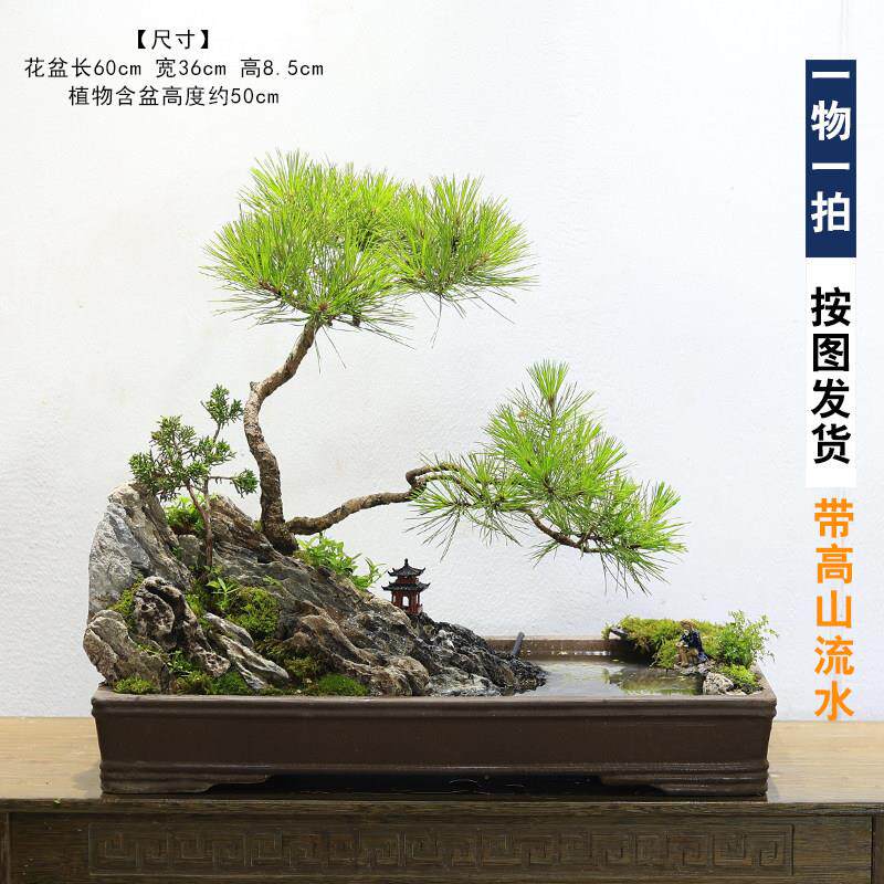 大型山水假山盆景植物造景阳台庭院原石山石黑松造型老桩高端绿植