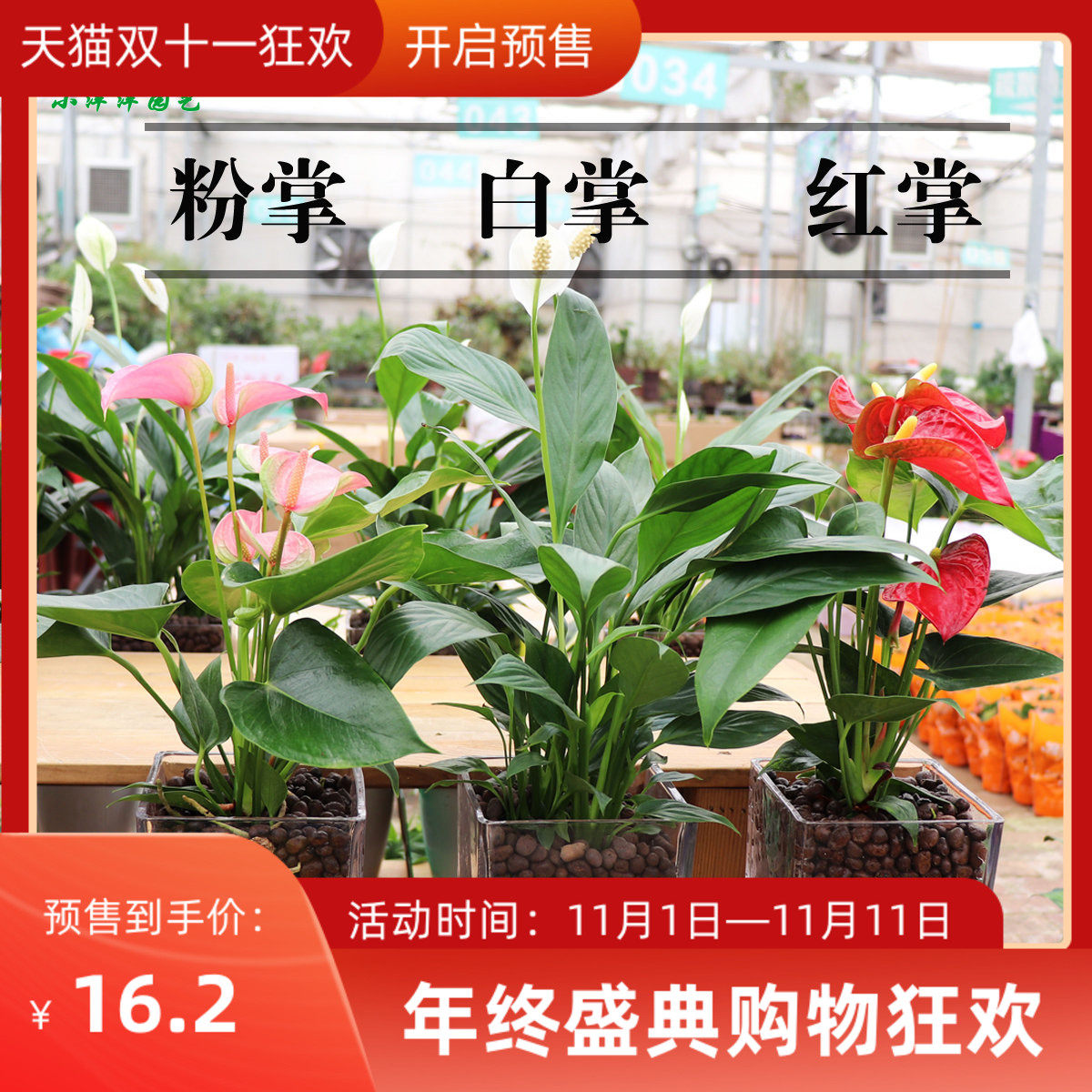 一帆风顺盆栽白掌红掌粉掌火鹤 白鹤芋 水培绿植    绿色植物
