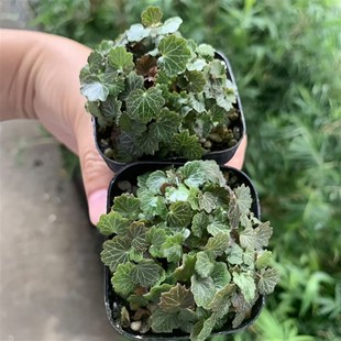 姬虎耳菖蒲草假山造景苔藓桌面迷你盆栽拇指雨林缸植物微景观