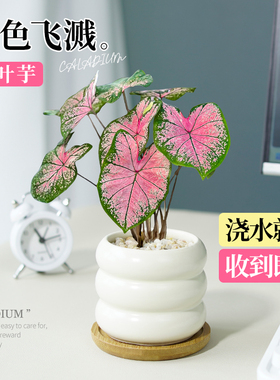 粉色飞溅彩叶芋盆栽绿植物办公室内桌面大颗观叶盆景四季好养小苗