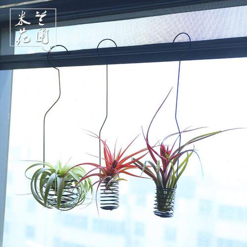 空气凤梨 挂钩花架 花篮 壁挂垂掉