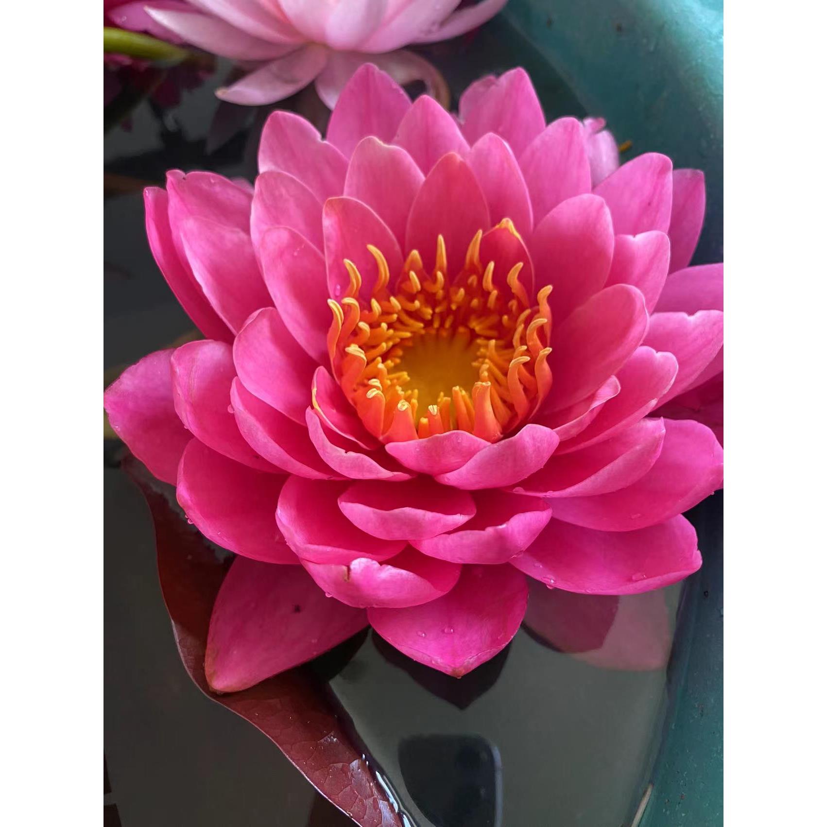 【洛神】睡莲大花型丰花早花盆栽池塘带花苞发货