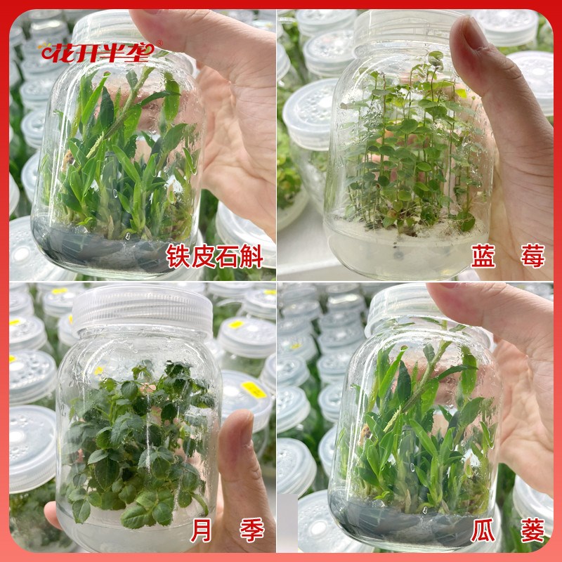 组培ms培养基植物组织固体干粉培养液N6 B5(不)含蔗糖琼脂WPM包邮