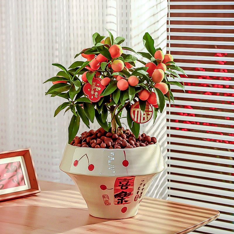 中国风手绘陶瓷花盆中式家用兰花大口径冬青蝴蝶兰花器套盆景