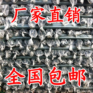 燕尾柱 荷兰柱 隔离柱 荷兰网立柱 护栏网立柱 防护网立柱 铁柱子