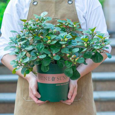 菩提树盆栽带果大棵大号老桩苗室内阳台室外庭院观果绿植花卉植物