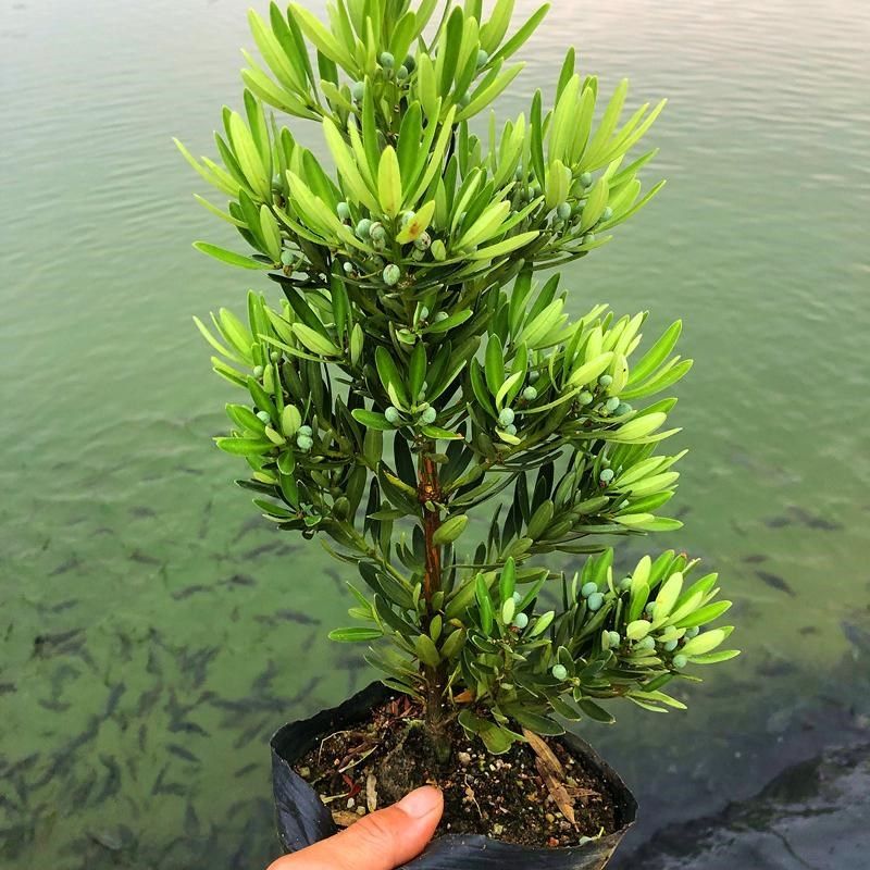 海岛菊花心罗汉松母树四季常绿室内外小盆栽绿植园艺造型盆景树苗,鲜花速递/花卉仿真/绿植园艺,造型盆景,淘宝优惠券,粉丝福利购,淘宝优惠卷