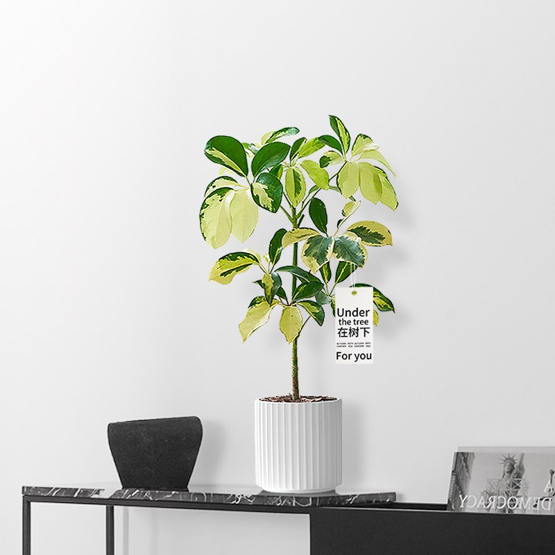 花叶鸭脚木盆栽招财树植物八方来财室内净化空气绿植七叶莲盆景观