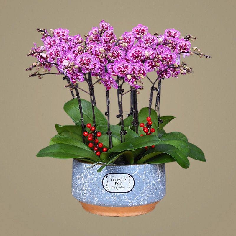 蝴蝶兰盆栽多色特级年宵花卉开业乔迁商务送礼北京同城