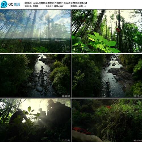 山水丛林蝴蝶原始森林雨林人参瀑布河水大山深山老林视频素材
