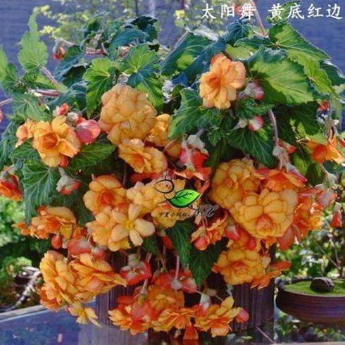 球根四季海棠花夫妻花带花苞发货大花重瓣花期长室内阳台花