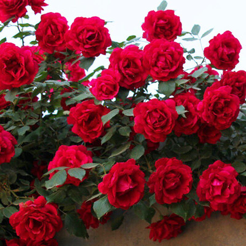 爬藤四季多花红蔷薇鲁硕红月季花苗盆栽藤本花卉植物生长快抗病强