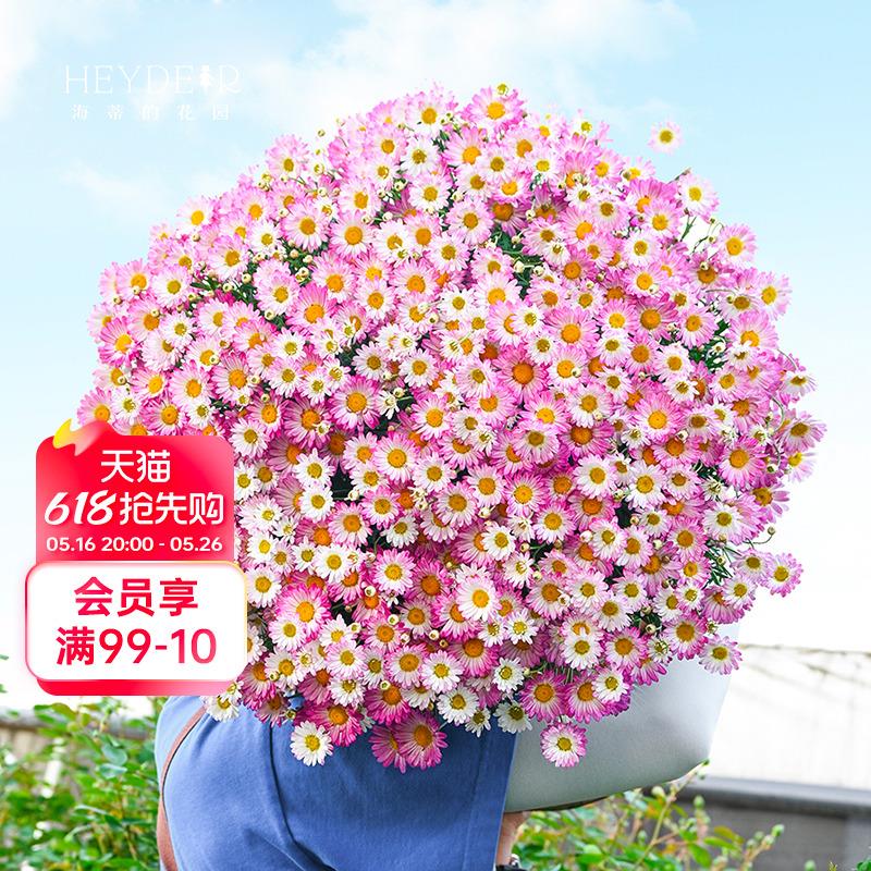 海蒂的花园玛格丽特花量大易开花多年生阳台庭院盆栽地栽花卉花苗