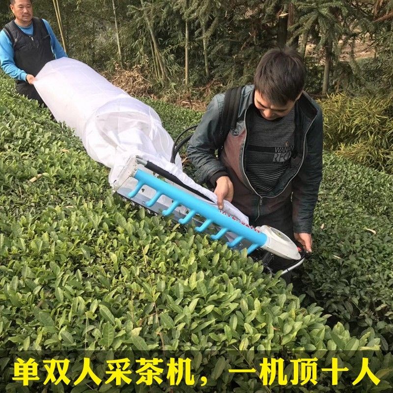 五阳双人采茶机手提茶树绿篱重修AllH园林汽油茶叶采摘修剪机器